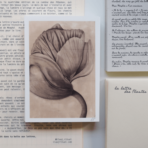La lettre des Plantes