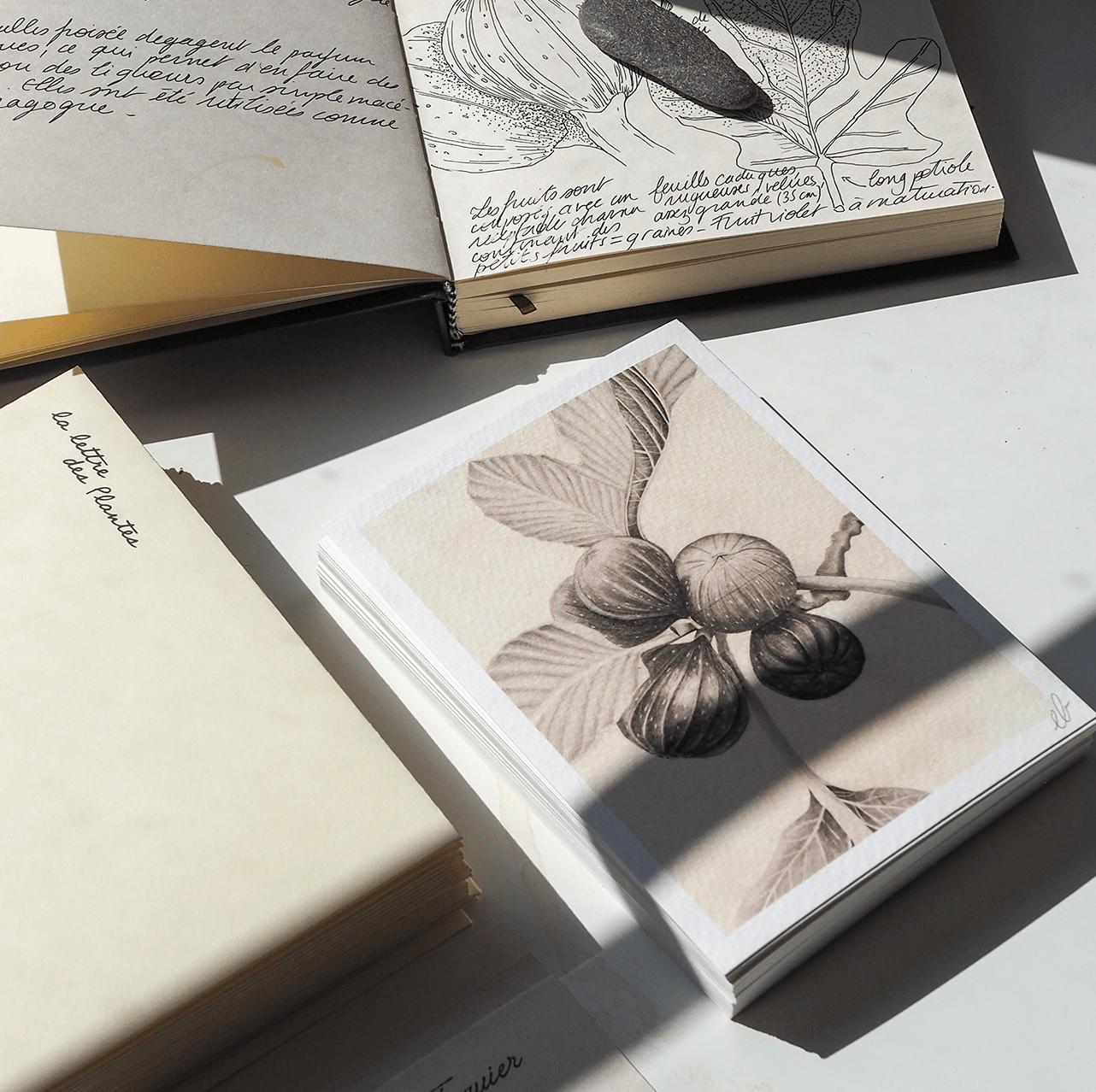 La lettre des Plantes – Image 8
