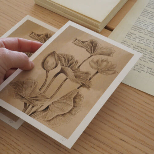 La lettre des Plantes